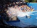 Sea World-119